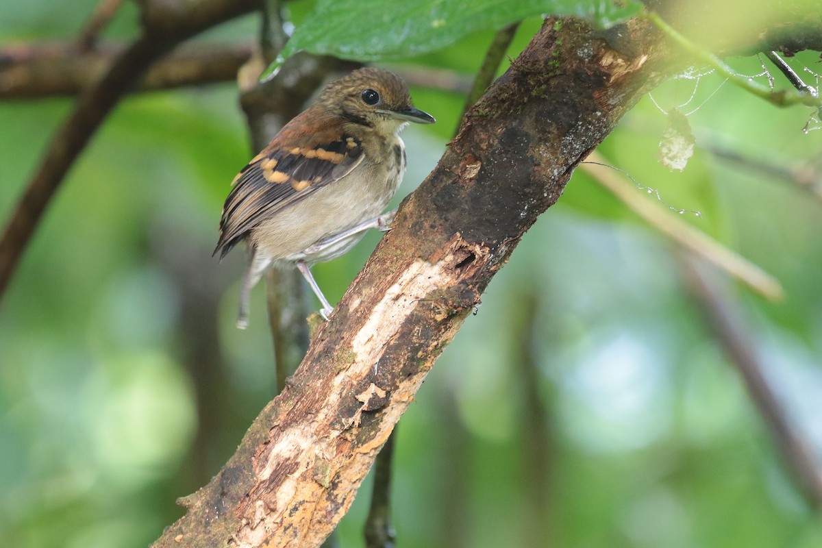 Spotted Antbird - ML416757241