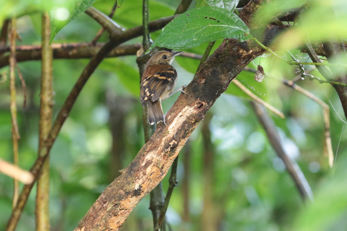 Spotted Antbird - ML416757251