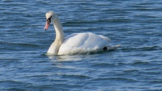 Mute Swan, ML416760071