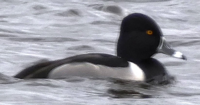 Ring-necked Duck - ML416761181