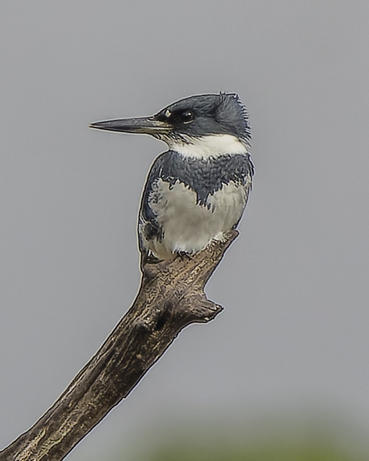 Belted Kingfisher - ML416765631