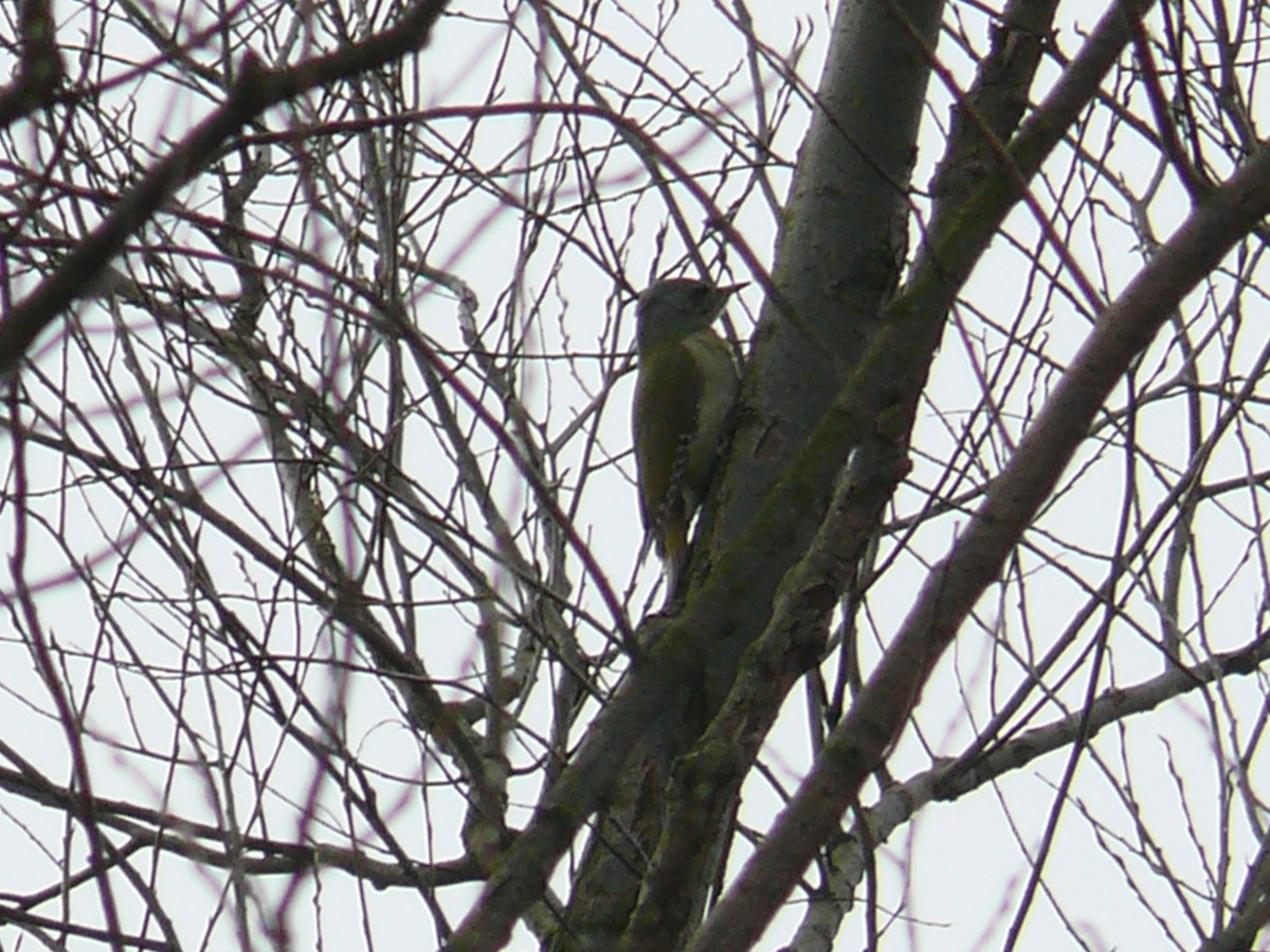 Gray-headed Woodpecker - Sławomir Karpicki