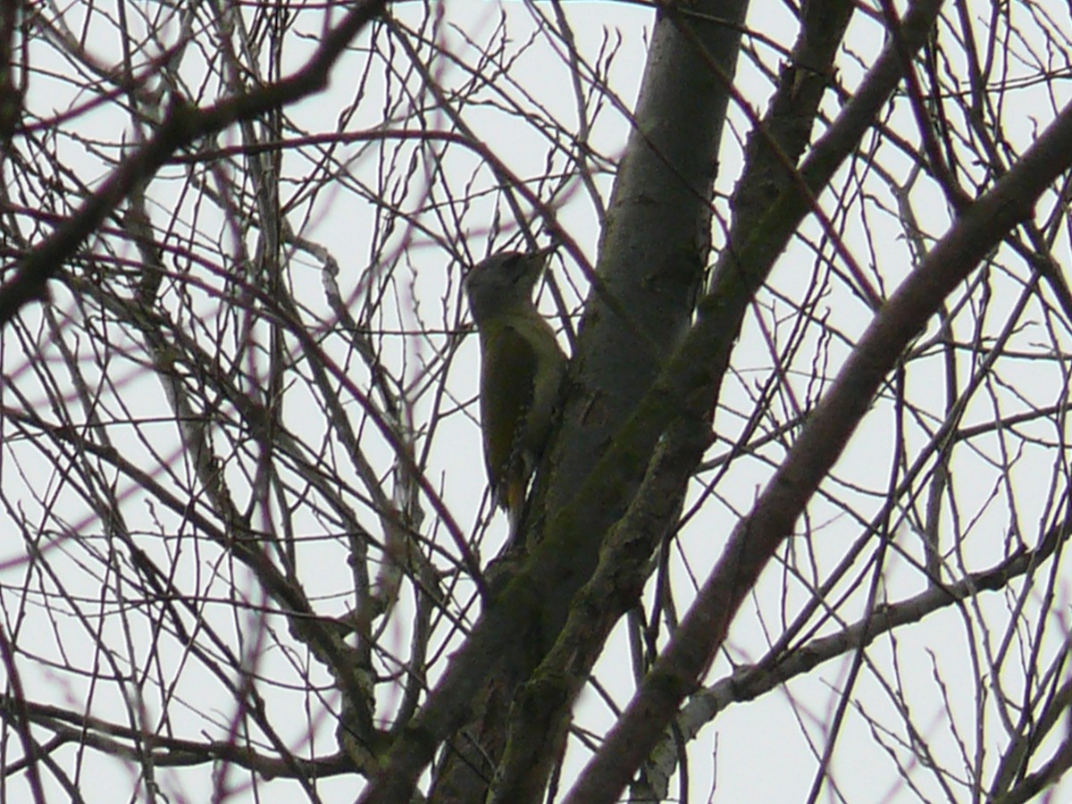 Gray-headed Woodpecker - Sławomir Karpicki