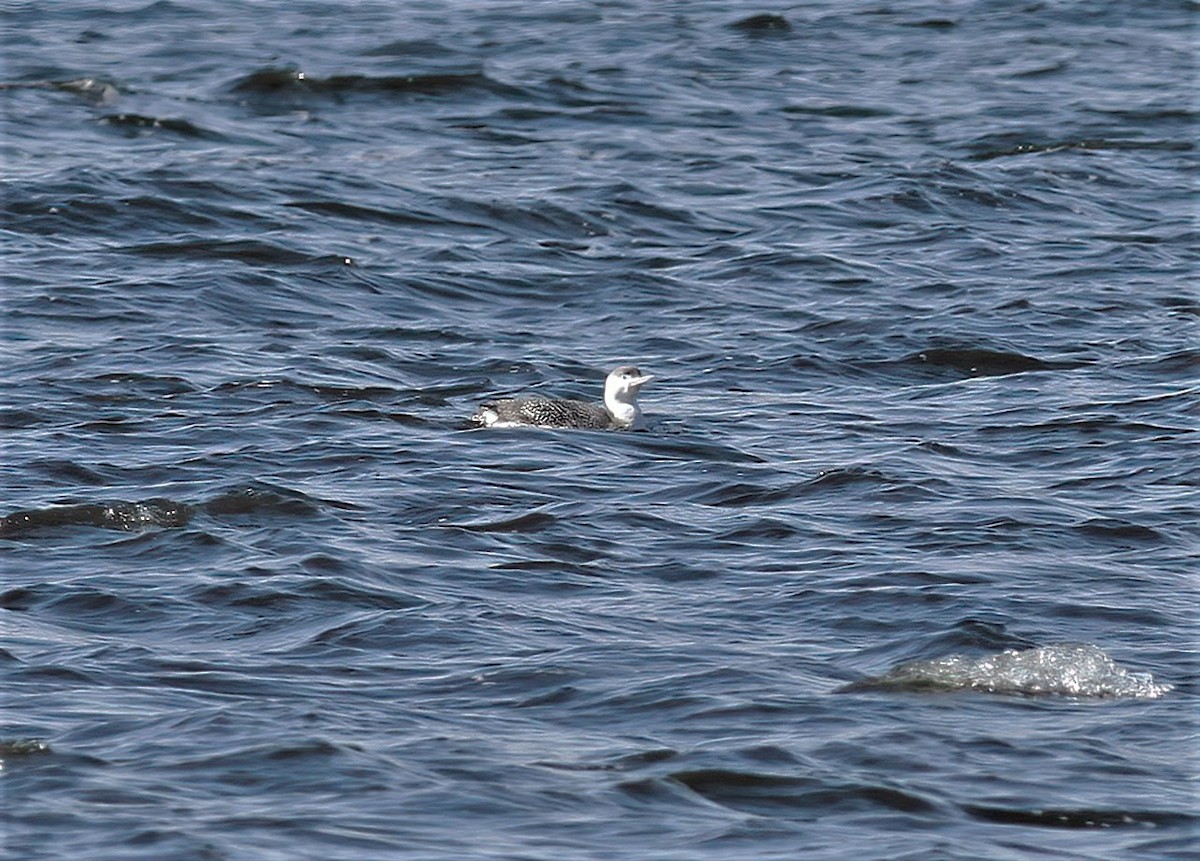 Red-throated Loon - ML416776061