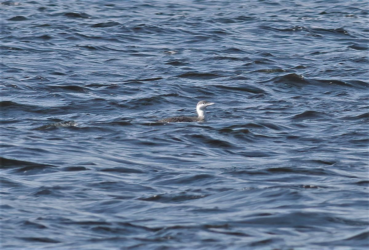 Red-throated Loon - ML416776091