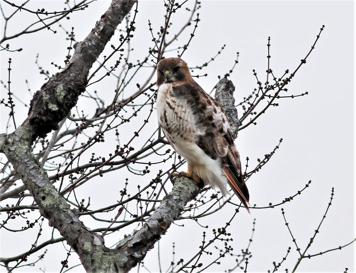 Red-tailed Hawk - ML416776411