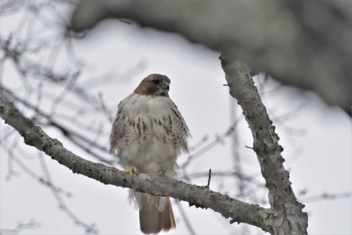 Red-tailed Hawk - ML416776421