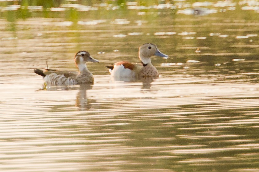 Ringed Teal - Peter Candido