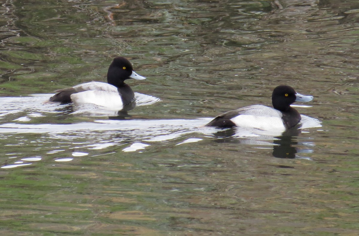 Greater Scaup - Lauri Taylor