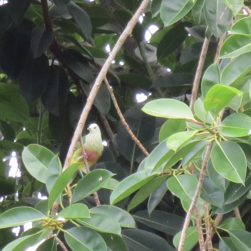 White-capped Fruit-Dove - ML41679271