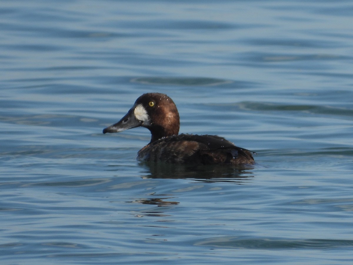 Greater Scaup - ML416793331