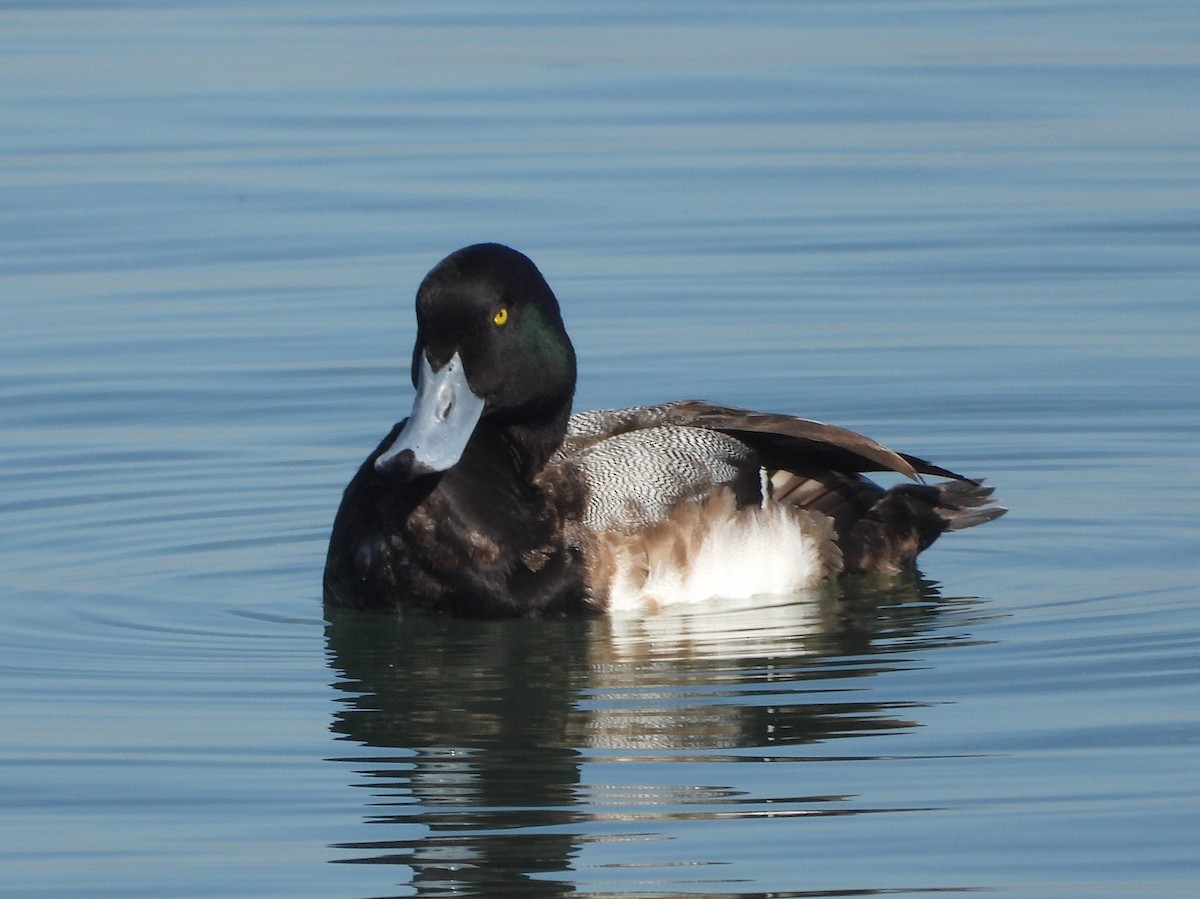 Greater Scaup - ML416793371