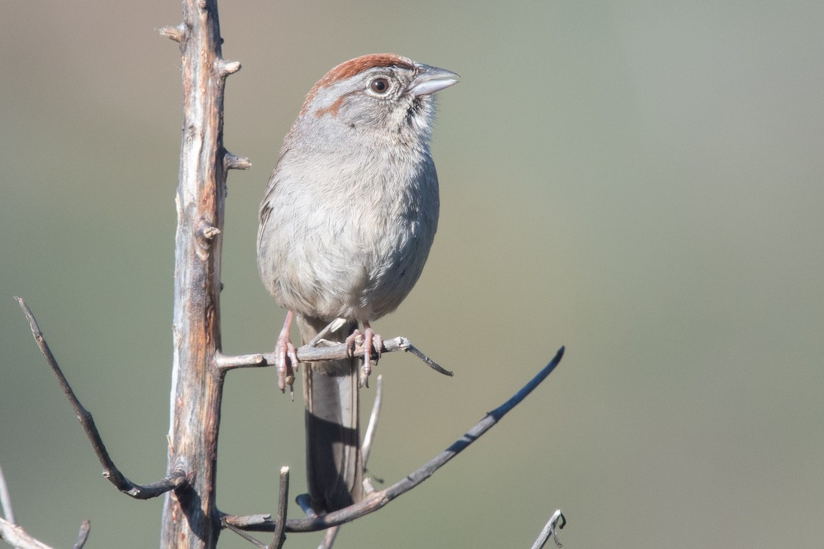 Rufous-crowned Sparrow - ML416794091