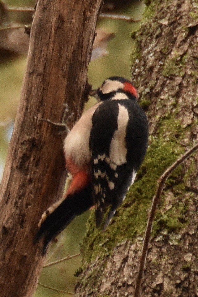 Great Spotted Woodpecker - ML416796571