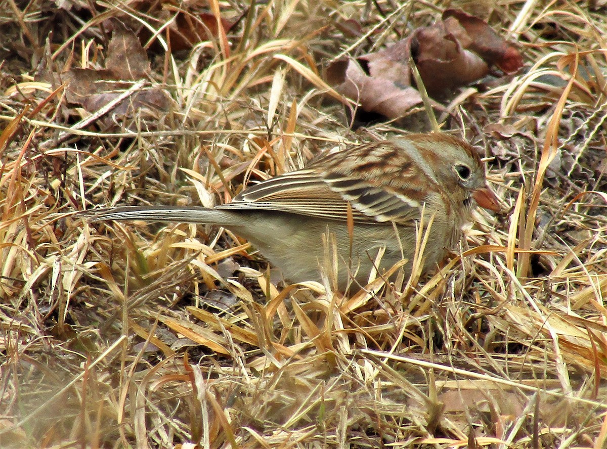 Field Sparrow - ML416805261
