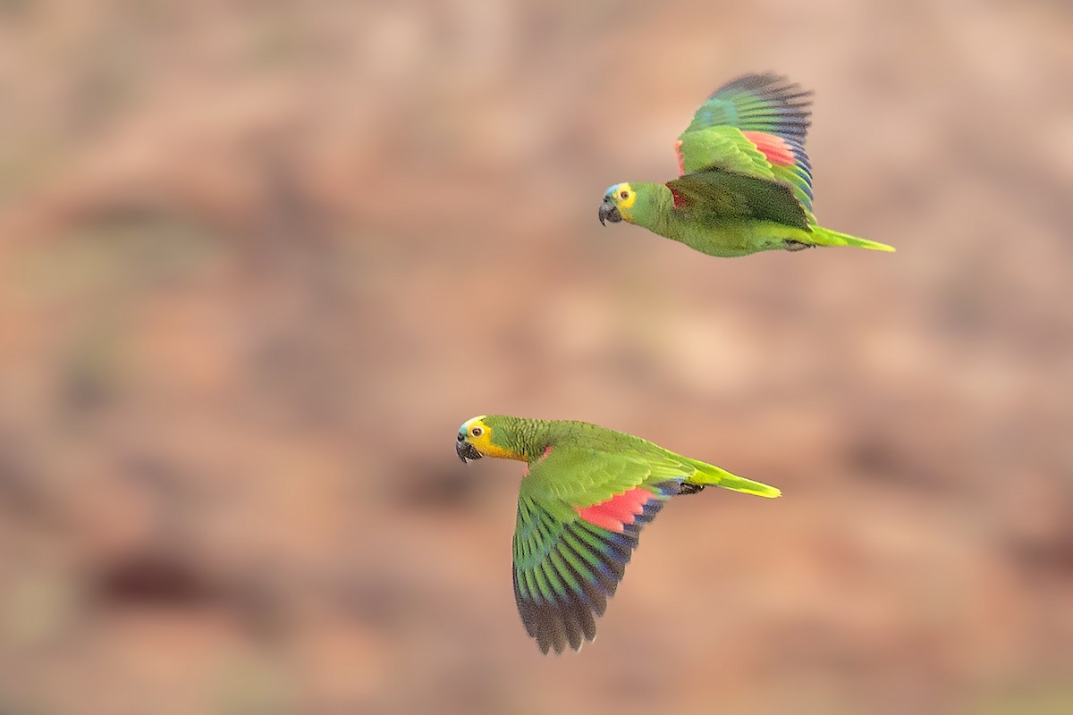 Turquoise-fronted Parrot - ML416807001