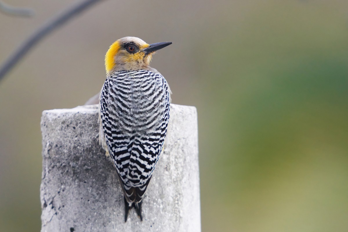 Golden-cheeked Woodpecker - ML416815971