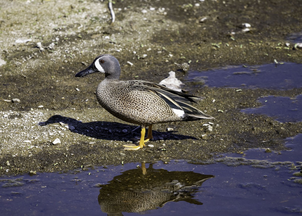 Blue-winged Teal - Zack Abbey