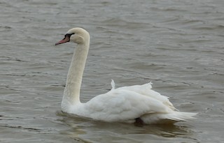 Mute Swan, ML416822861