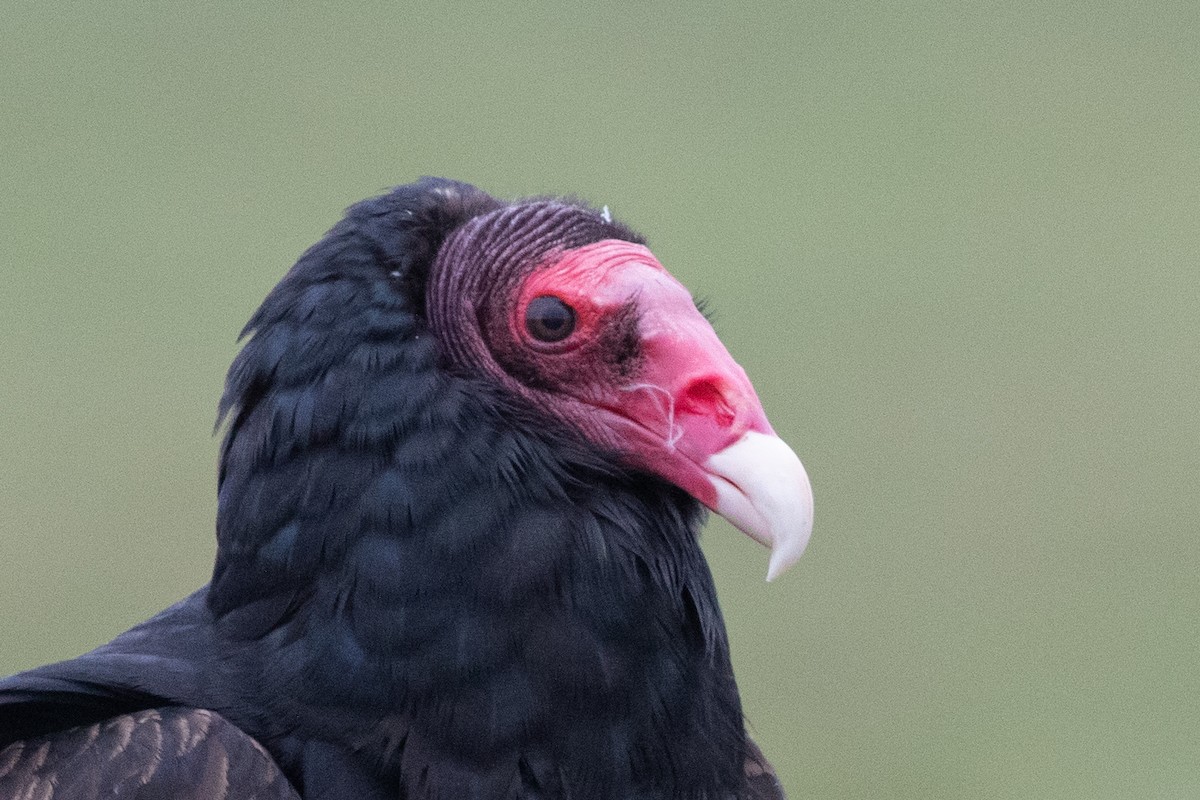 Turkey Vulture - Rob Fowler