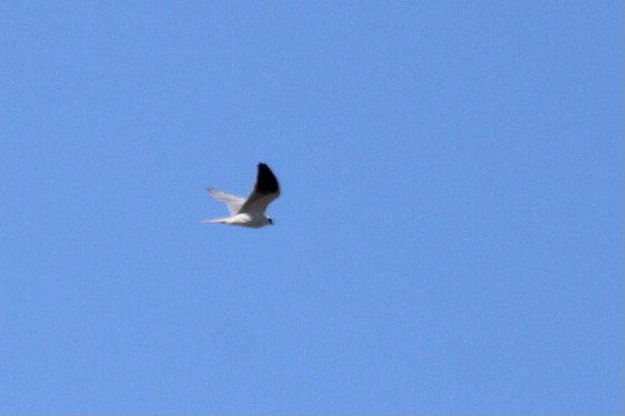 White-tailed Kite - ML416827781