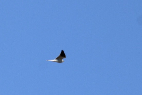 White-tailed Kite - ML416827801