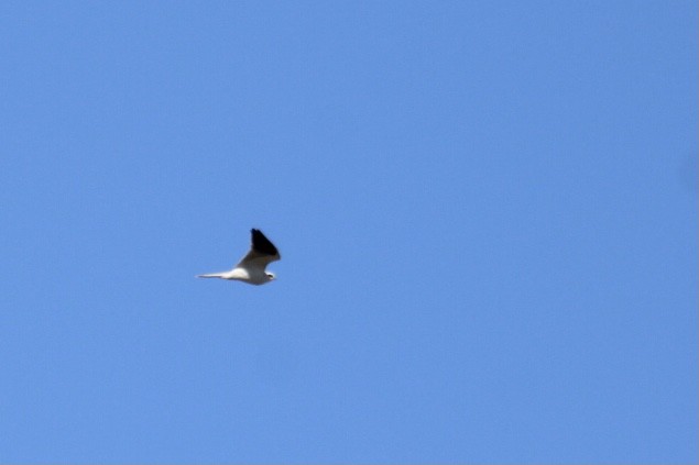 White-tailed Kite - ML416827811