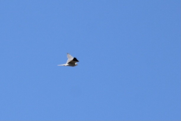 White-tailed Kite - ML416827821