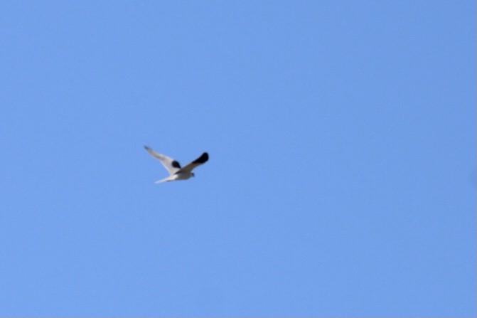 White-tailed Kite - ML416827831