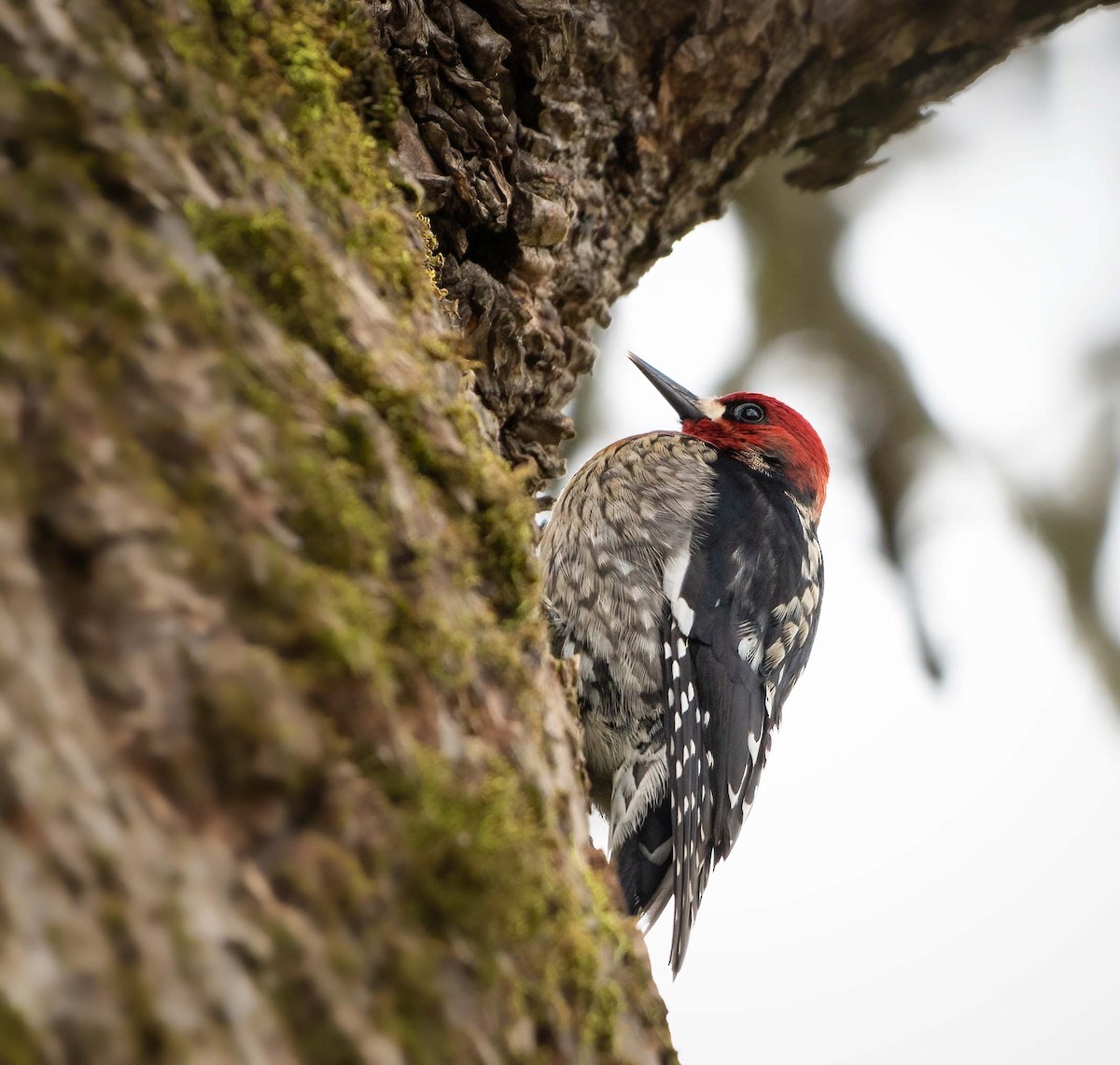 Red-breasted Sapsucker - ML416827991