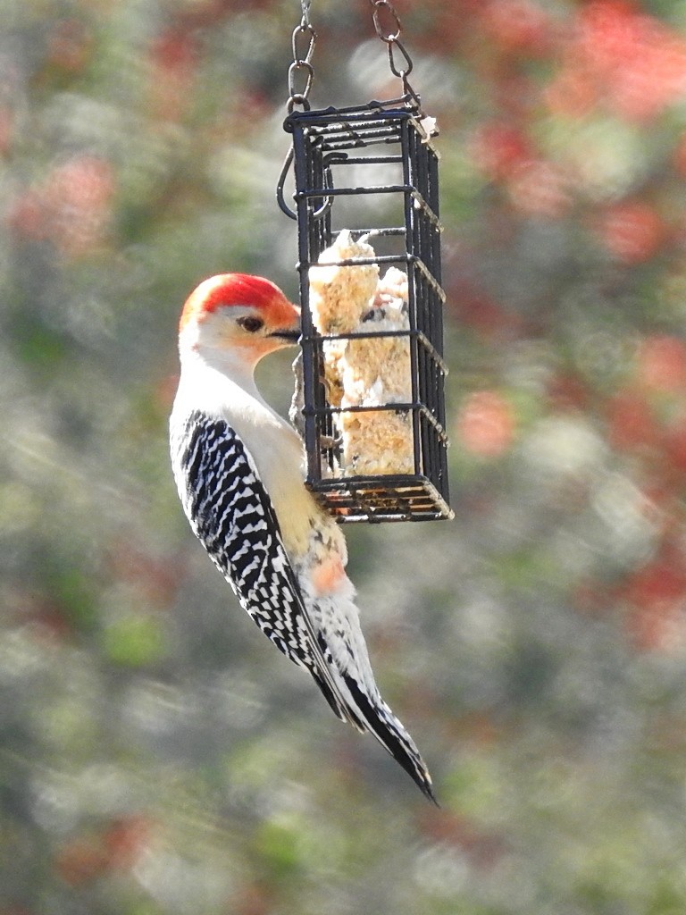 Red-bellied Woodpecker - ML416828491