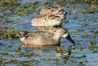 Blue-winged Teal, ML416830141