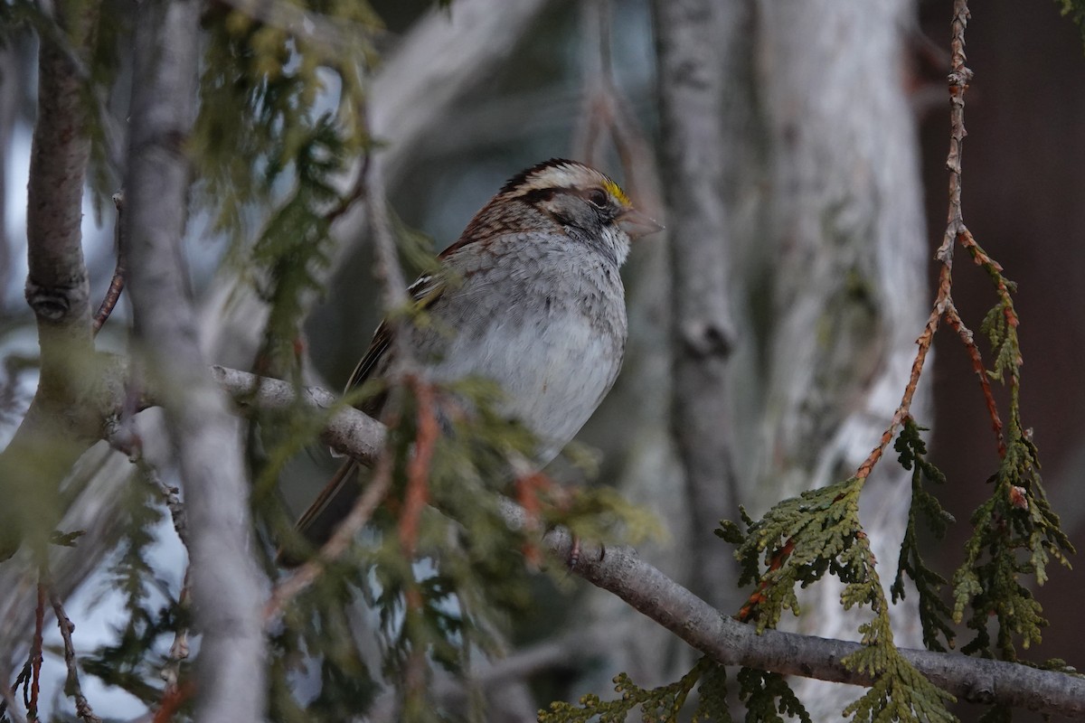 White-throated Sparrow - ML416830311