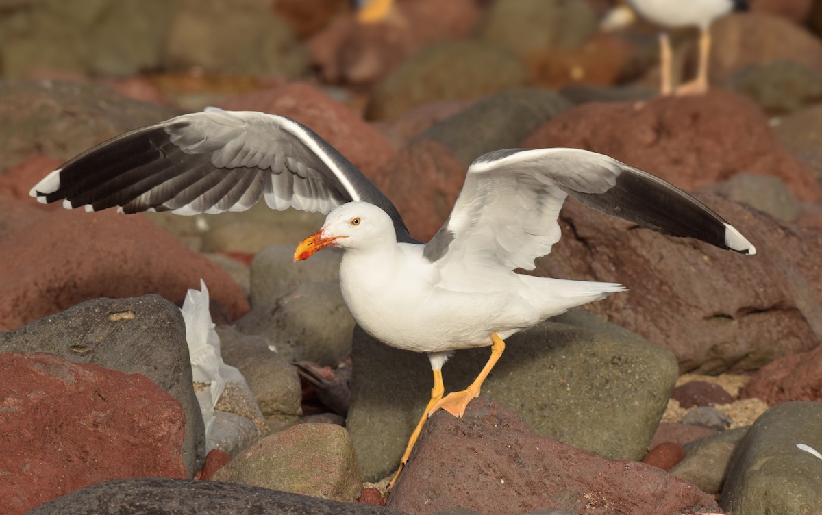 Yellow-footed Gull - Ryan O'Donnell