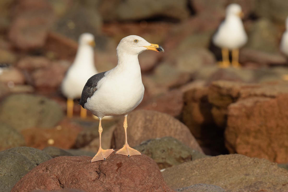 Yellow-footed Gull - ML41683451