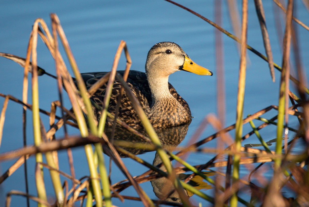 Mottled Duck (Florida) - ML416836991