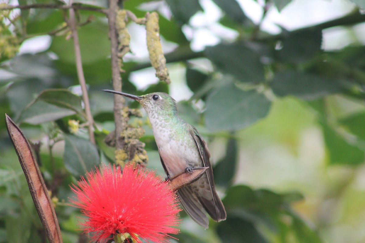 Green-and-white Hummingbird - ML416850351