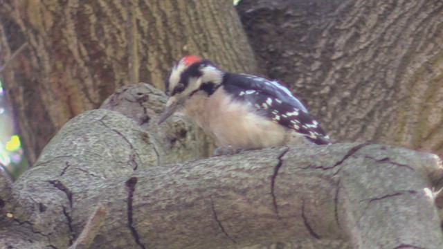 Downy Woodpecker - ML416853021