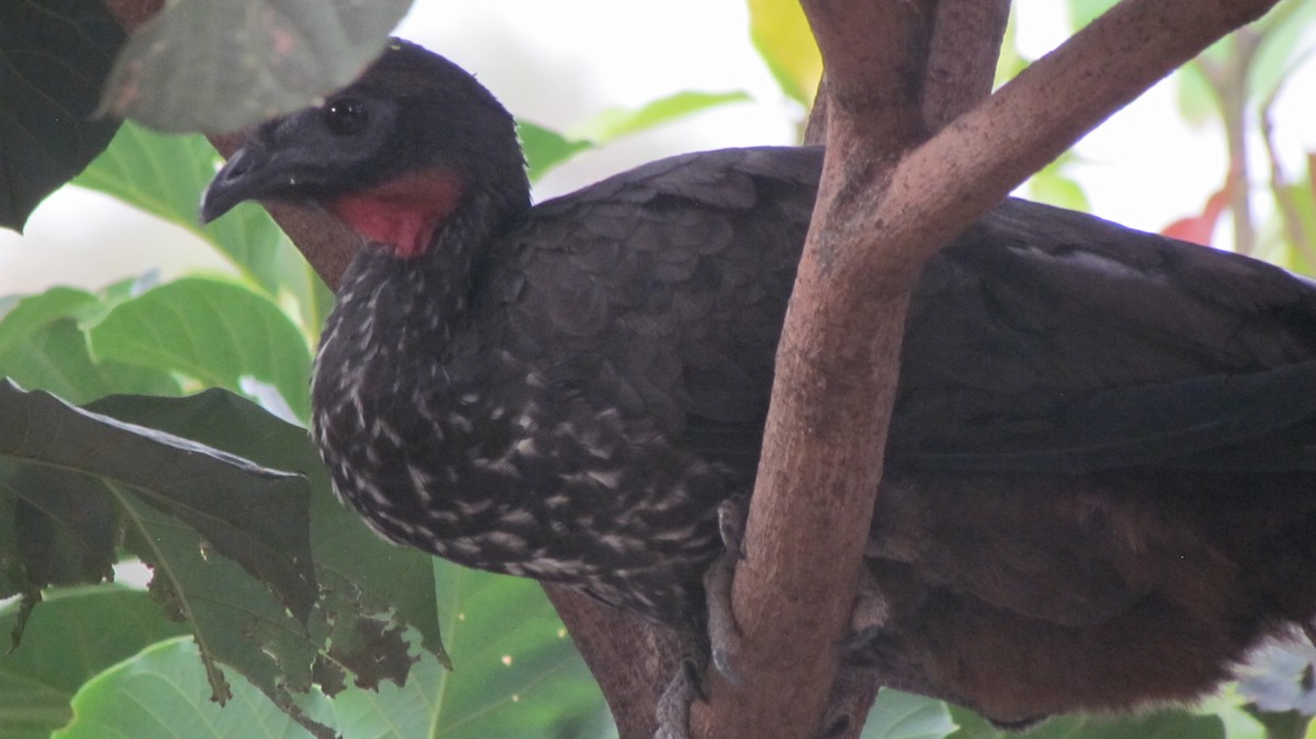 Crested Guan - ML416853501