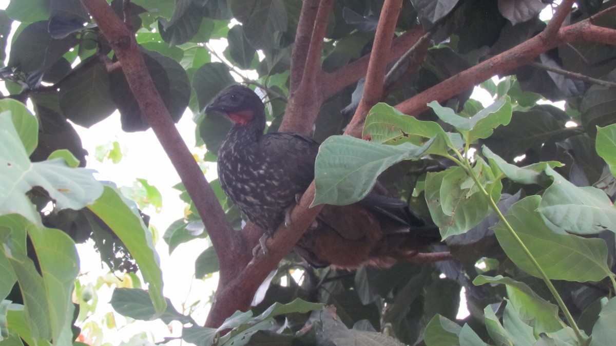 Crested Guan - ML416854021