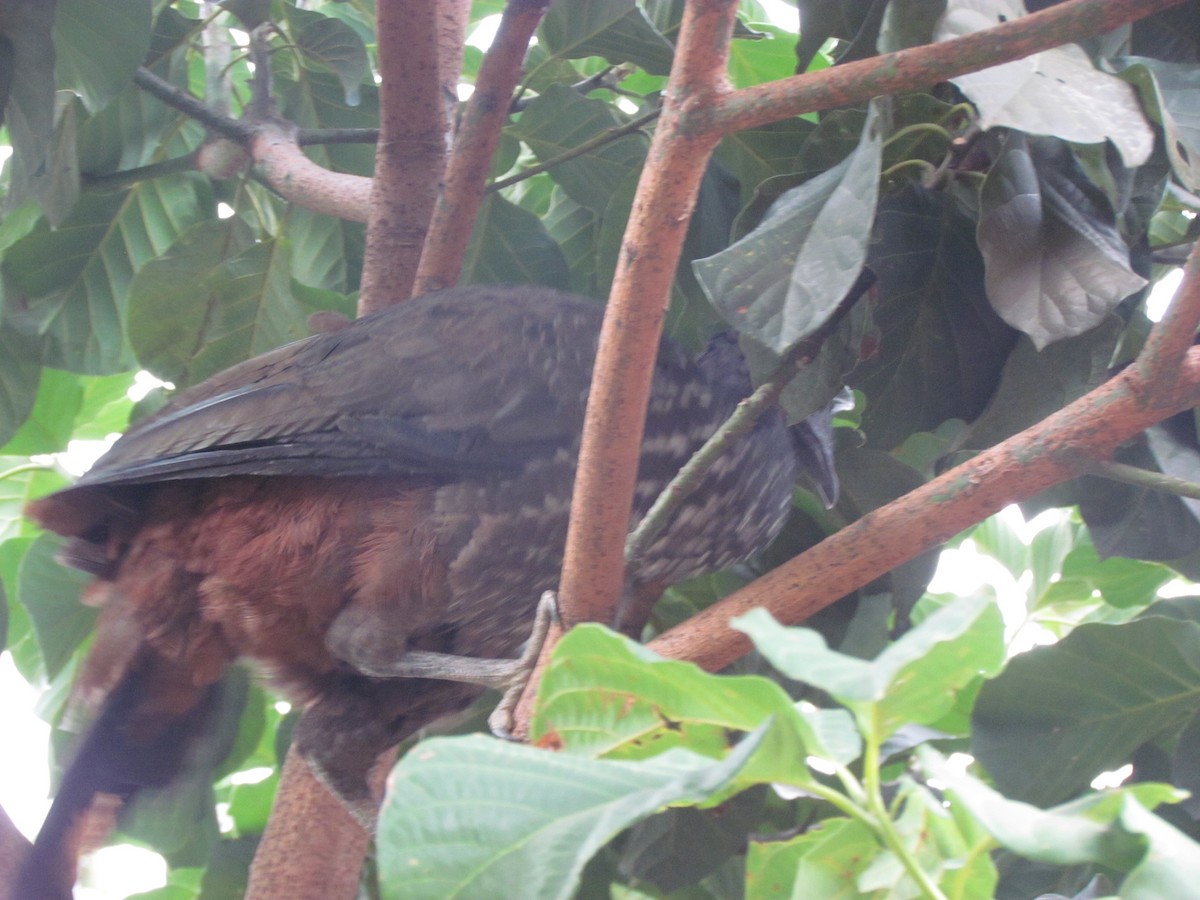 Crested Guan - ML416855051