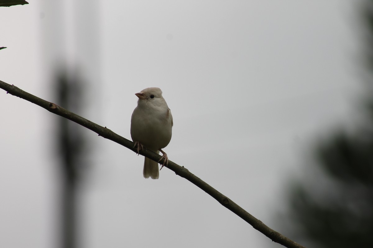Rufous-collared Sparrow - ML416858261