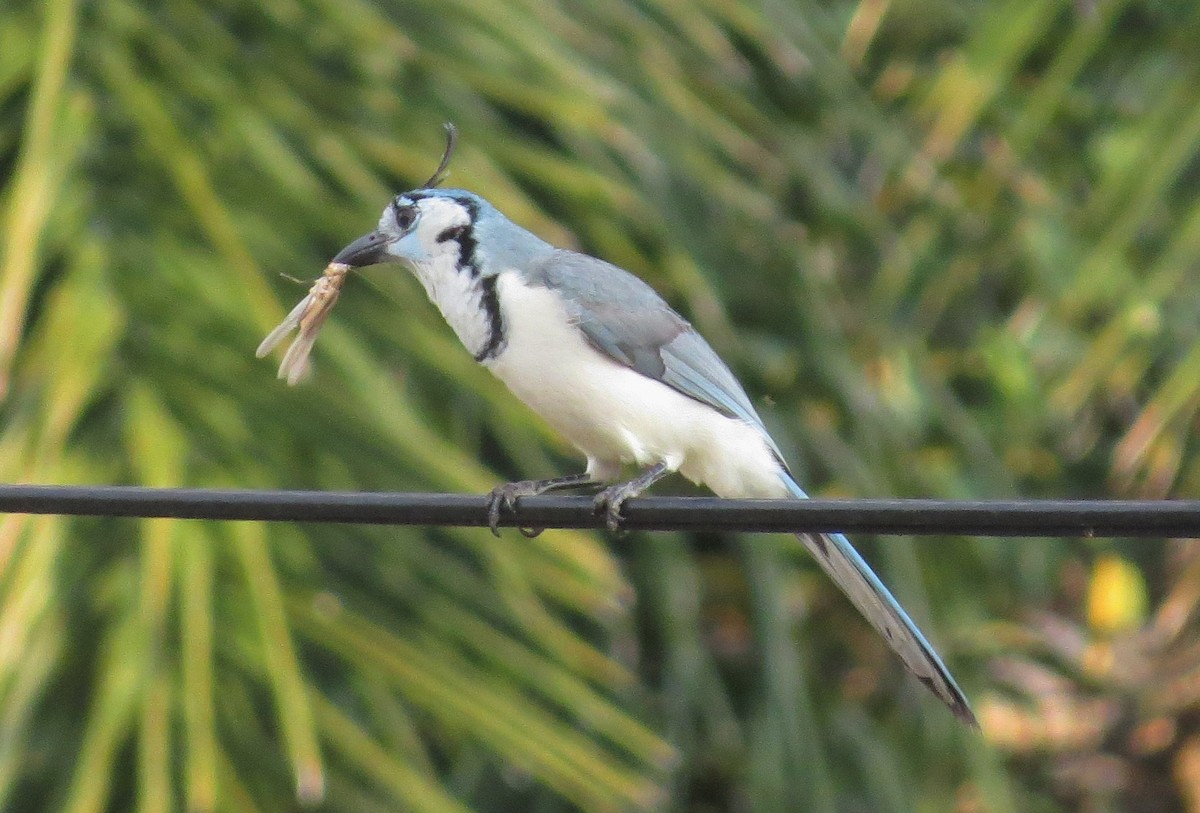 White-throated Magpie-Jay - ML41685881