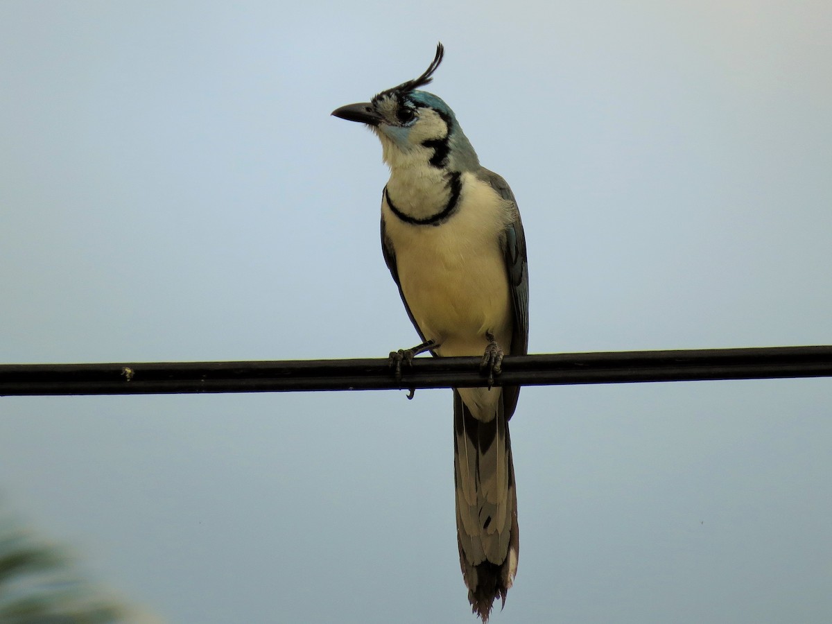 White-throated Magpie-Jay - ML41685901