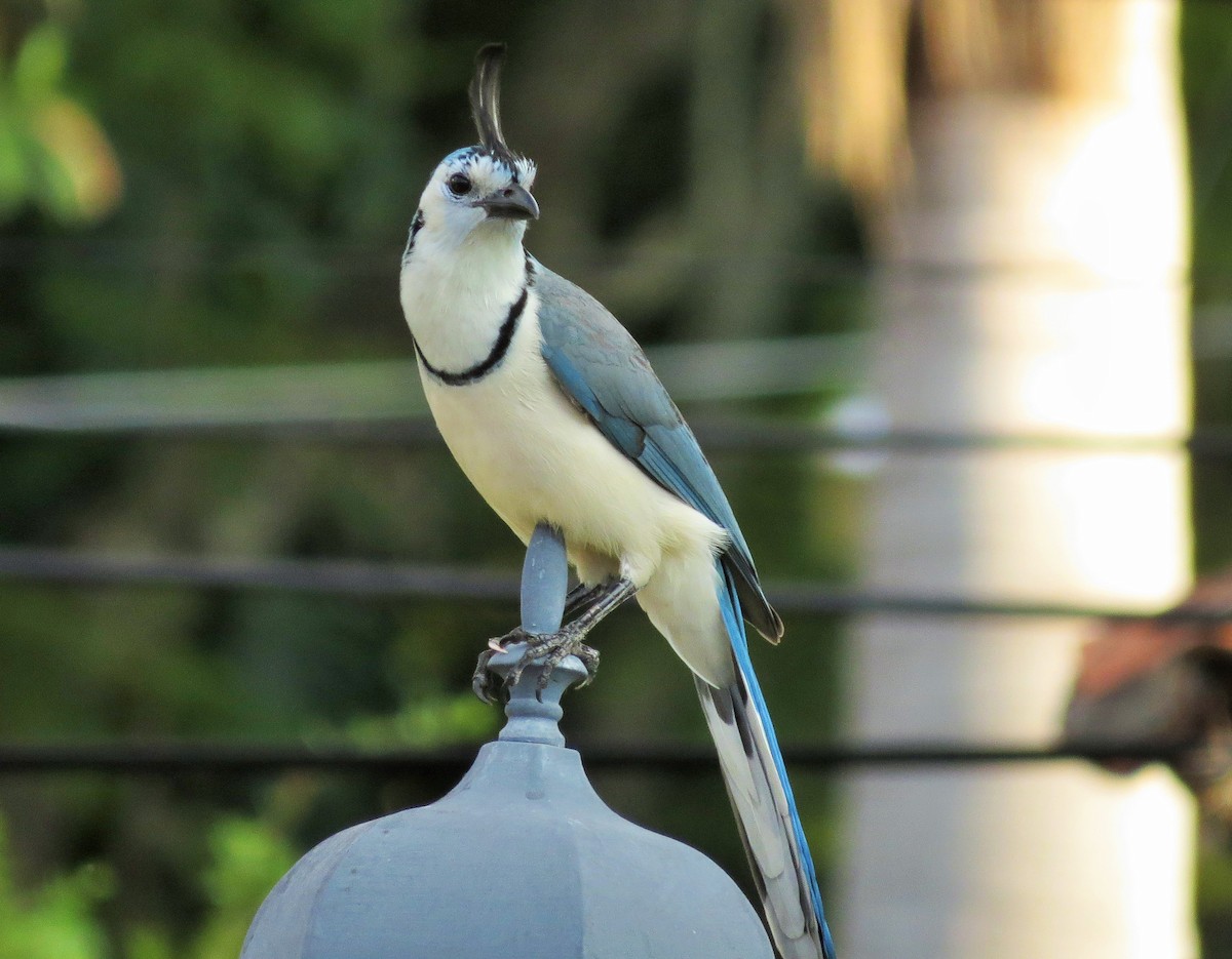 White-throated Magpie-Jay - ML41685911