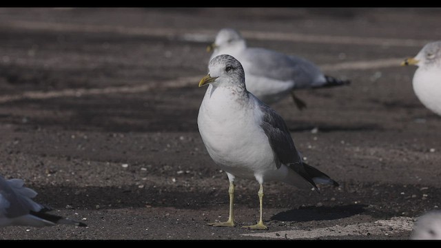 Common Gull (Kamchatka) - ML416863711