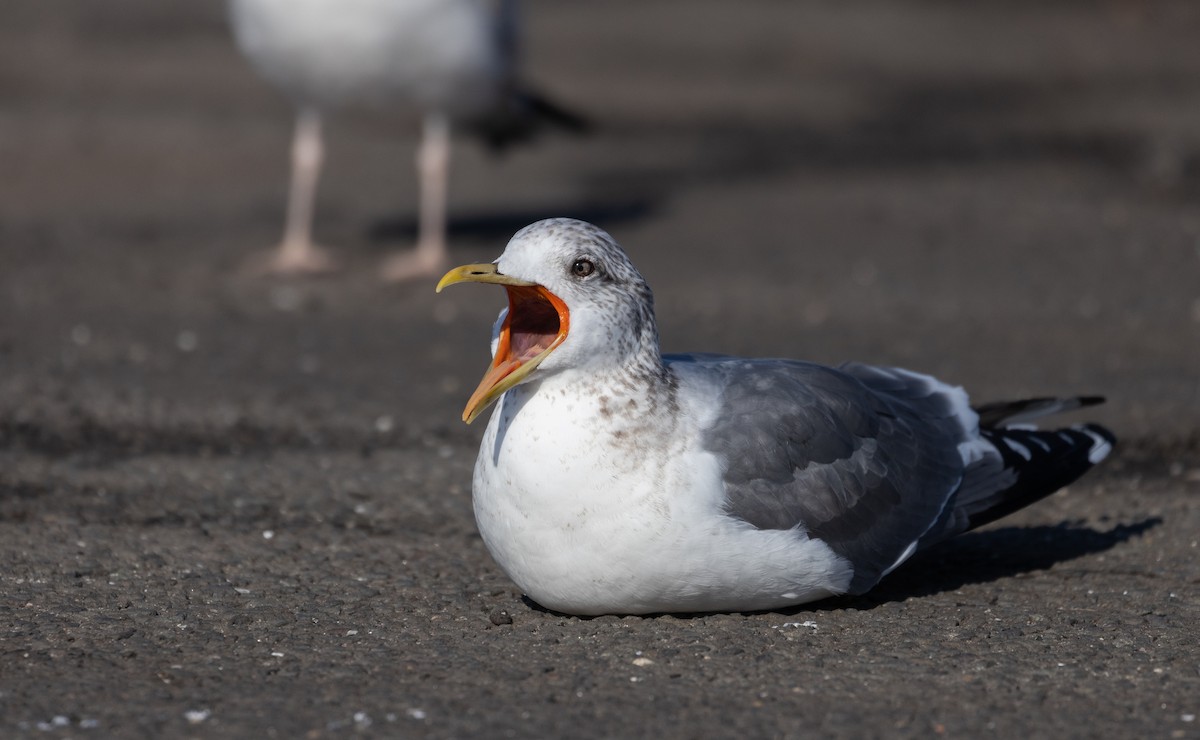 Common Gull (Kamchatka) - ML416864161