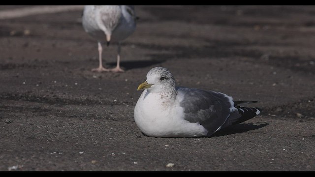 Common Gull (Kamchatka) - ML416866921
