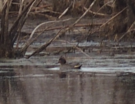Green-winged Teal - ML41688151
