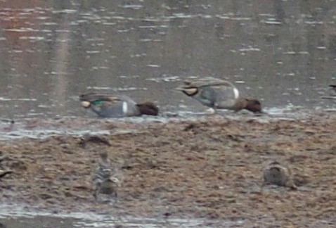 Green-winged Teal - ML41688161